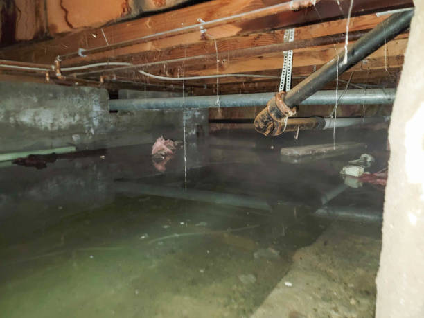 Best Water damage restoration experts  in Dana Point, CA