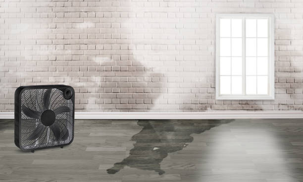 Best Mold removal after water damage  in Dana Point, CA